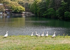 한가로운 용인 갈월저수지 둑방 위 거위 떼