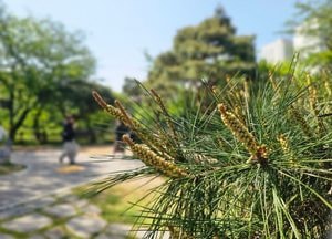 수꽃 피운 이천 애련정 소나무