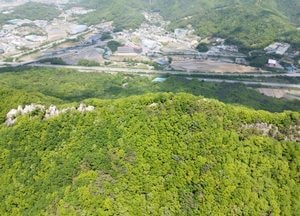 경기도, 94억4000만원 투입…여의도 13배 숲가꾸기 추진