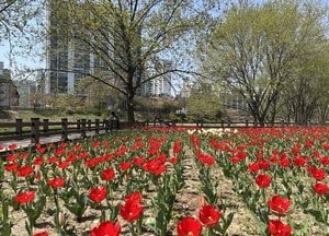 의정부시, 하천 불법 경작지 정비…튤립 정원으로 재탄생