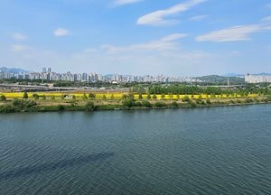 구리 한강변 물들인 노란 유채꽃 물결, 상춘객 유혹