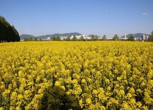 구리 한강변을 노랗게 물들인 '2026 구리유채꽃축제' 현장을 찾다