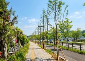 용인특례시 처인구, 남사 처인성로 ‘메타세쿼이아 가로숲길’ 조성