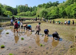 인천시, 인천대공원 논습지에서 전통 모내기 체험행사 17일 개최