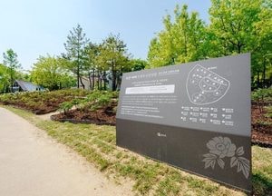 오산시, 고인돌공원 모란 만개…도심 속 봄 정원 눈길