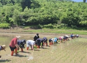 구리시, 관외 농지를 활용한 손 모내기 체험 행사 운영