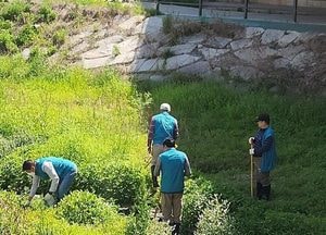 의정부시, 봄철 하천변 친환경 유충구제 집중 전개