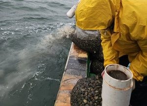 인천 중구, 관내 면허어장에 동죽·바지락 종패 20.1톤 살포