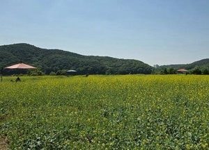 용인특례시 기흥호수공원 유채꽃 단지 ‘인생 사진’ 명소 각광