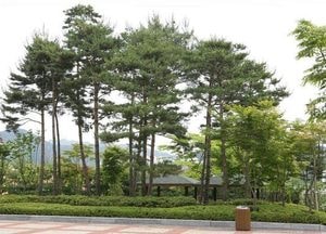 안양시, 소나무류 무단이동 특별단속…“재선충병 확산 원천 차단”