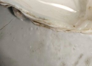 경기도, 어린 주꾸미 3만 마리 화성·안산 연안에 방류