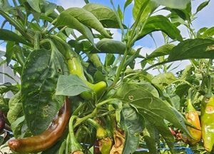 경기도농업기술원, 장마철 앞두고 고추·사과 탄저병 주의보…사전 방제 당부