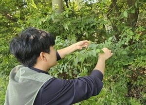 김포시, 예년보다 3~5일 앞서 돌발 해충 확인