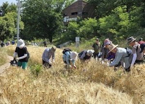 “오늘은 안양천 보리 수확 날”…110여 시민 전통 보리베기 체험