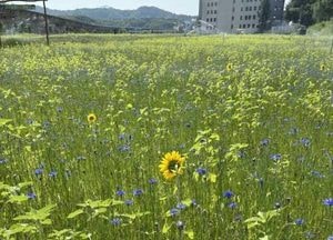 의정부 신곡새빛정원, 수레국화 개화 시작…초여름 정취 물씬