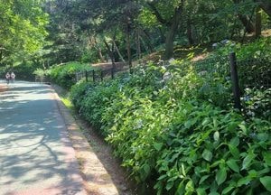 월미공원 산수국 보며 치유의 시간 보내세요