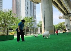 남양주시 평내동 반려견 놀이터 개장