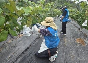 “무더위 속 포도밭에 모인 따뜻한 손길”