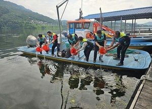 양평군, 남·북한강에 쏘가리 종자 3만여 마리 방류
