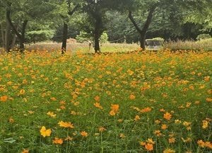 수원 탑동시민농장 여름 꽃 구경 오세요