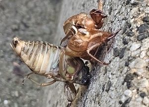 끝내 하늘을 날지 못한 매미… 폭염 속 멈춰버린 생의 날갯짓