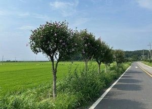 강화 양사면, 무궁화길 활짝…광복 의미 되새긴다