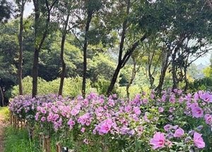 경기도, 올해 무궁화동산 3곳 조성…김포 완료·의왕 하반기 추진