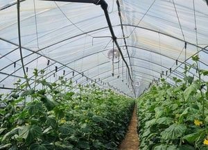 양주시, 시설채소 농가에 고온기 온도 저감 기술 보급