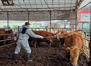 용인시, 9월 한 달 동안 구제역 예방 백신 일제 접종