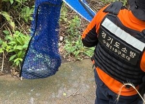광교 도심 출몰 나일왕도마뱀 수색 11일 만에 붙잡혔다