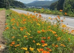 양사면, 서해랑길 황화 코스모스 만개 '가을 정취' 물씬