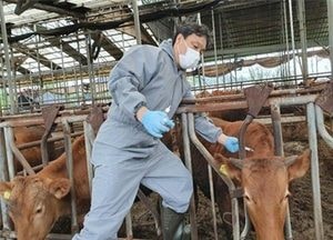 경기도, 9월 소·염소 47만 마리 구제역백신 일제 예방접종
