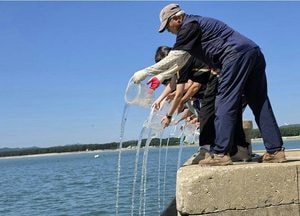 옹진군 어린 꽃게 20만 마리 백령 용기포항 방류