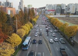미추홀구, 은행나무 열매 조기 제거... 가을철 주민 불편 줄인다