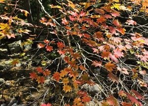 점봉산서 '첫 단풍' 확인
