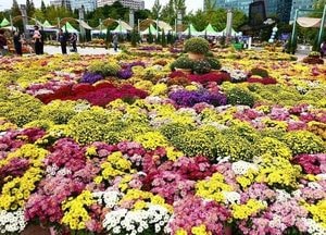 고양 가을꽃 축제 내달 1∼11일 일산호수공원서 열린다