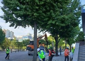 "악취·보행 불편 줄인다" 은행나무 열매 조기 수확
