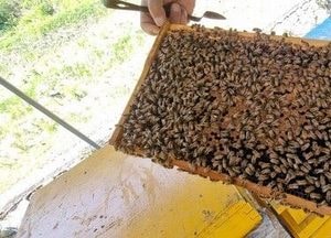 축산·양봉농가에도 내년부터 연 60만원 수당