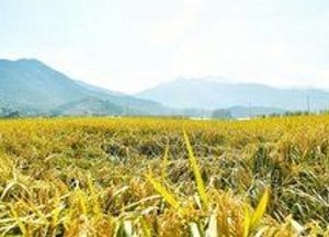 “김포 황금빛 들녘 파노라마 핫플 오세요”