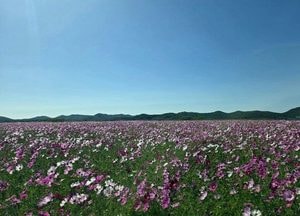 백령도 간척지 물들인 가을 코스모스 꽃물결