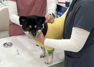 용인시, 반려견 광견병 예방접종
