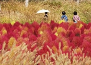 [오늘날씨] 전국 쌀살한 가을 추위 성큼…아침 최저 3도·강원 한파특보