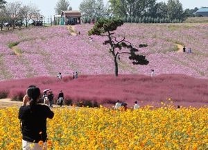 [오늘날씨] '찬 이슬' 맺히는 한로…아침 쌀쌀, 낮엔 26도까지