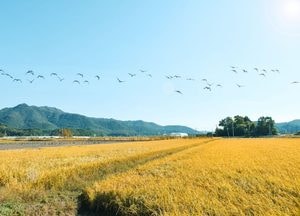 “가을엔 보구곶”...김포시 ‘2026 황금들녘 걷기행사’ 개최