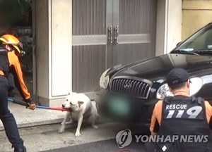 최근 3년간 개 물림 599건…농식품부 대응 예산은 '0원'