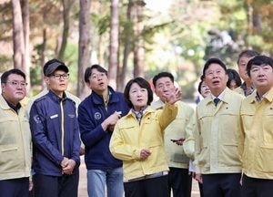 가평군 전역 '소나무재선충병 특별방제구역' 지정