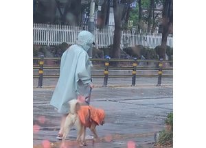 [포토] 세찬 가을비도 못 말린 반려가족 ‘우의 커플’의 산책
