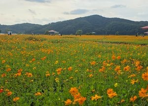용인 기흥호수공원 황화코스모스 꽃밭 사진 명소 ‘각광’ 