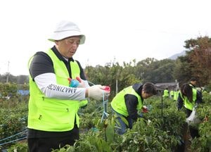 NH투자증권, 사장·임직원 40여명 고추 농가서 일손돕기