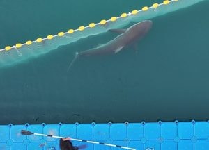 상어 '부캉이' 또 돌아왔다…3차 외해 유도 작업 실패
